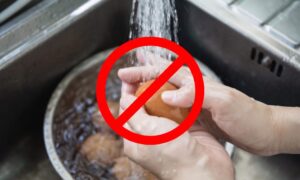 Hvorfor egg ikke skal vaskes: det skader det beskyttende skjellaget mot bakterier, EU-lovgivning