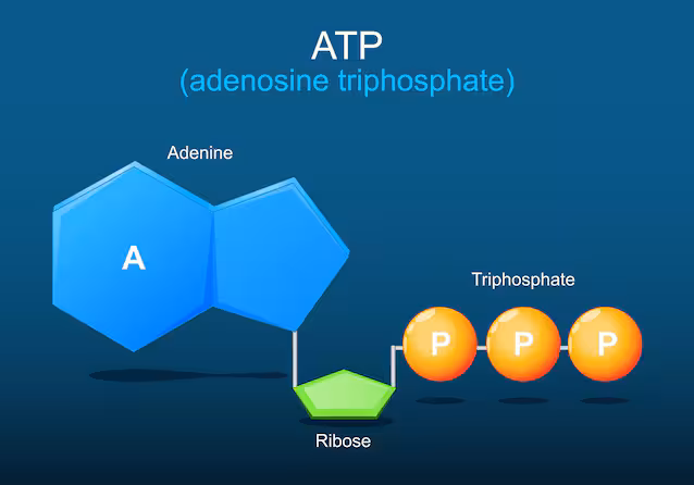 ATP energimolekyl