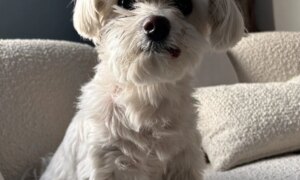 Barnie trenger en hundepasser!