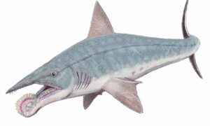 En permfisk hadde buzzsaw-formede tenner: hvordan Helicoprion spiste