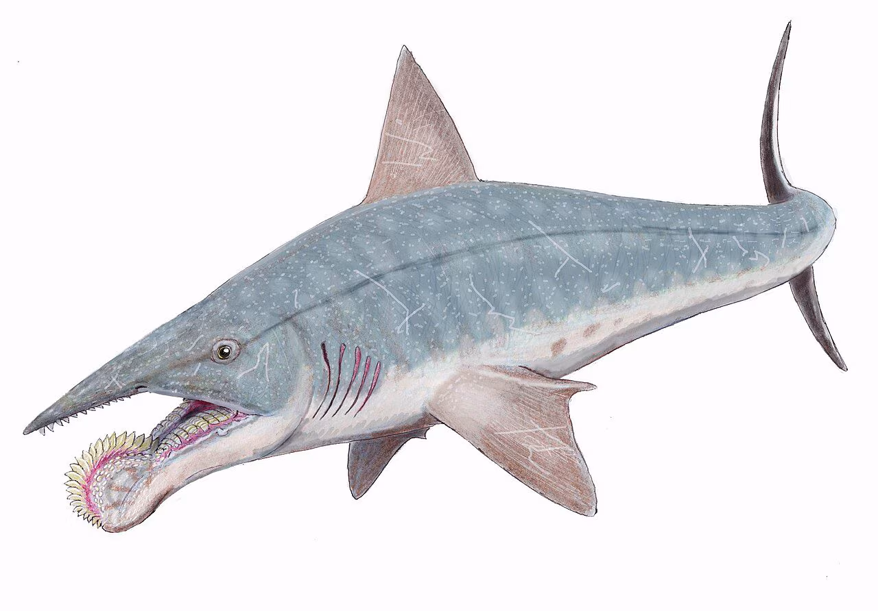 En permfisk hadde buzzsaw-formede tenner: hvordan Helicoprion spiste