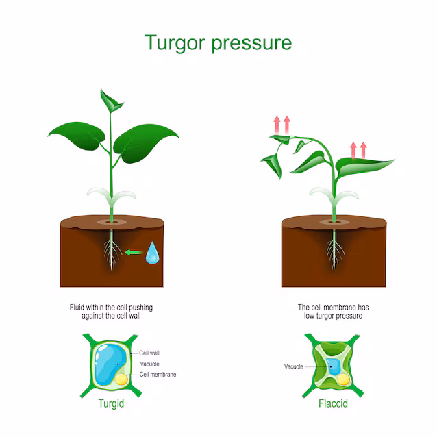 plantecelleturgor