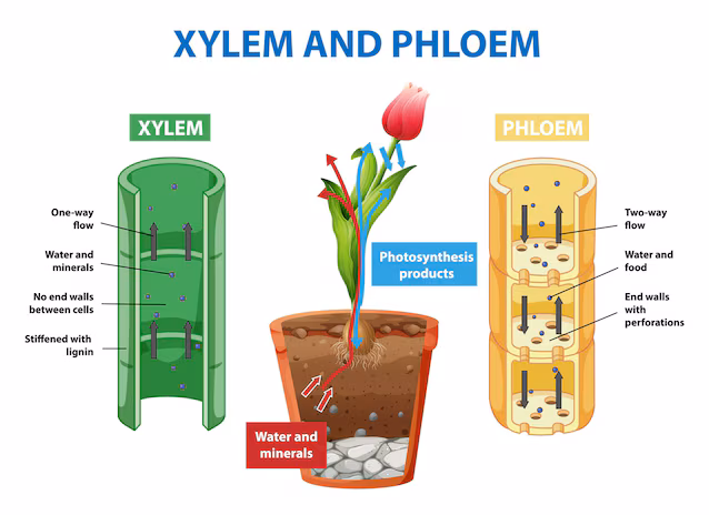 xylem og floem
