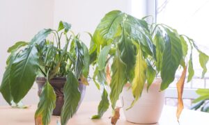 Hvorfor visner planter? Balansen mellom vann, lys og jord: løsningen er ikke alltid vanning