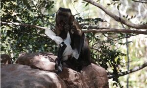 Capuchin-aper lever av slanger og pattedyr: hva dette forteller oss om utviklingen av kostholdet vårt