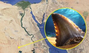 Haikirkegård i Sahara fra 75 millioner år siden, under sanden er det tennene til Cretoxyrhina mantelli