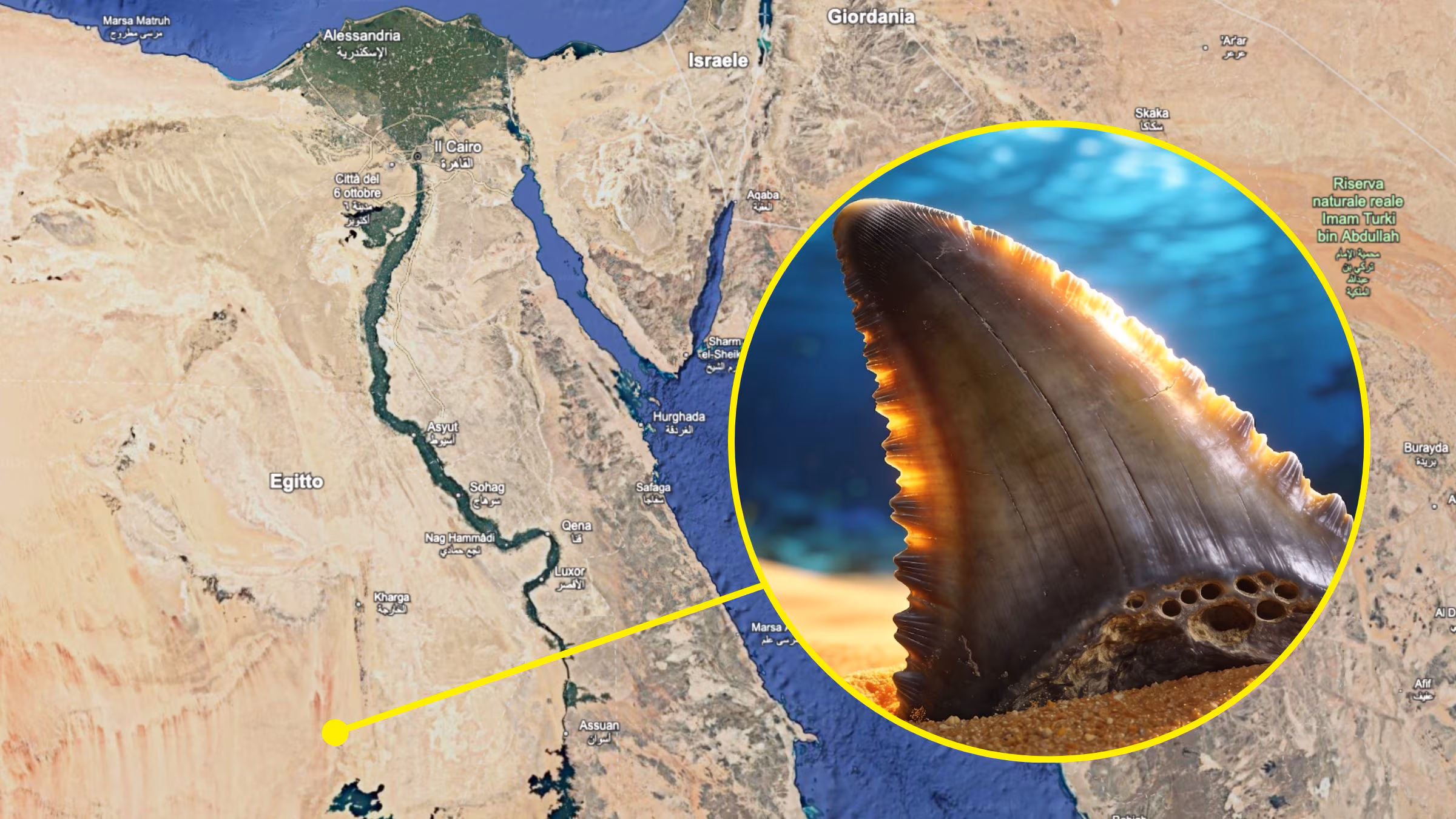 Haikirkegård i Sahara fra 75 millioner år siden, under sanden er det tennene til Cretoxyrhina mantelli
