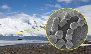 Unike bakterier oppdaget i verden i Antarktis, de er motstandsdyktige mot kulde: hvorfor det er viktig å beskytte dem