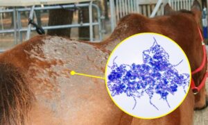 &laquo;Regnsykdom&raquo; eller dermatofilose: årsaker, overføring og symptomer forklart av eksperten