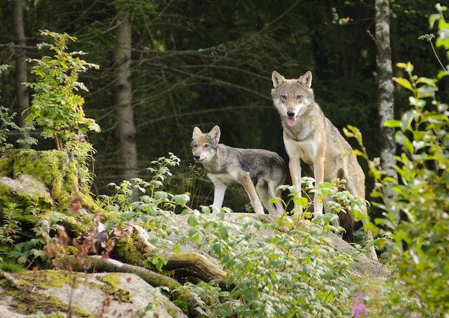 ulv mor cub forsvar